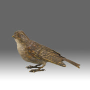 Bergman bronze sparrow