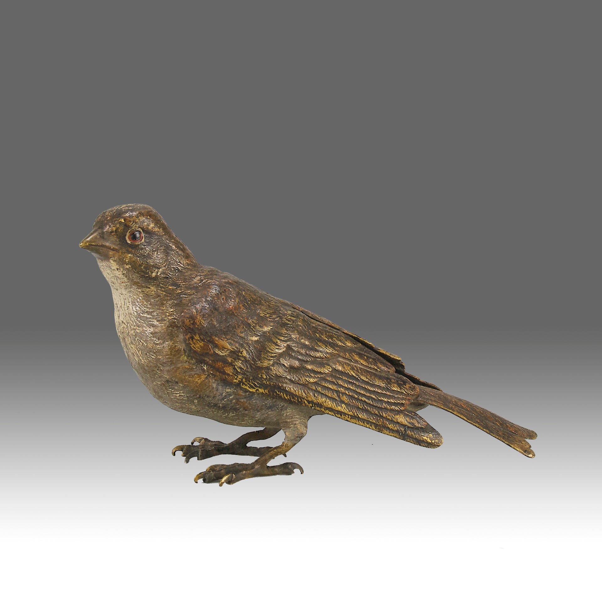 Bergman bronze sparrow