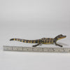 Bergman Cayman Crocodile - Franz Bergman Bronze - Hickmet Fine Arts