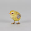 Franz Bergman Chick - Austrian Bronze - Hickmet Fine Arts 