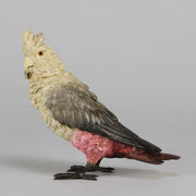 Bergman bronze cockatoo
