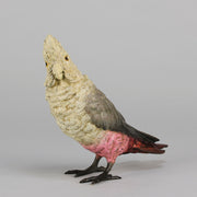 Bergman bronze cockatoo