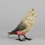 Bergman bronze cockatoo