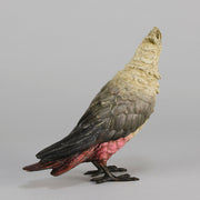Bergman bronze cockatoo