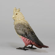 Bergman bronze cockatoo