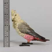 Bergman bronze cockatoo