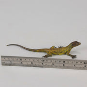 Franz Bergman cold painted bronze lizard