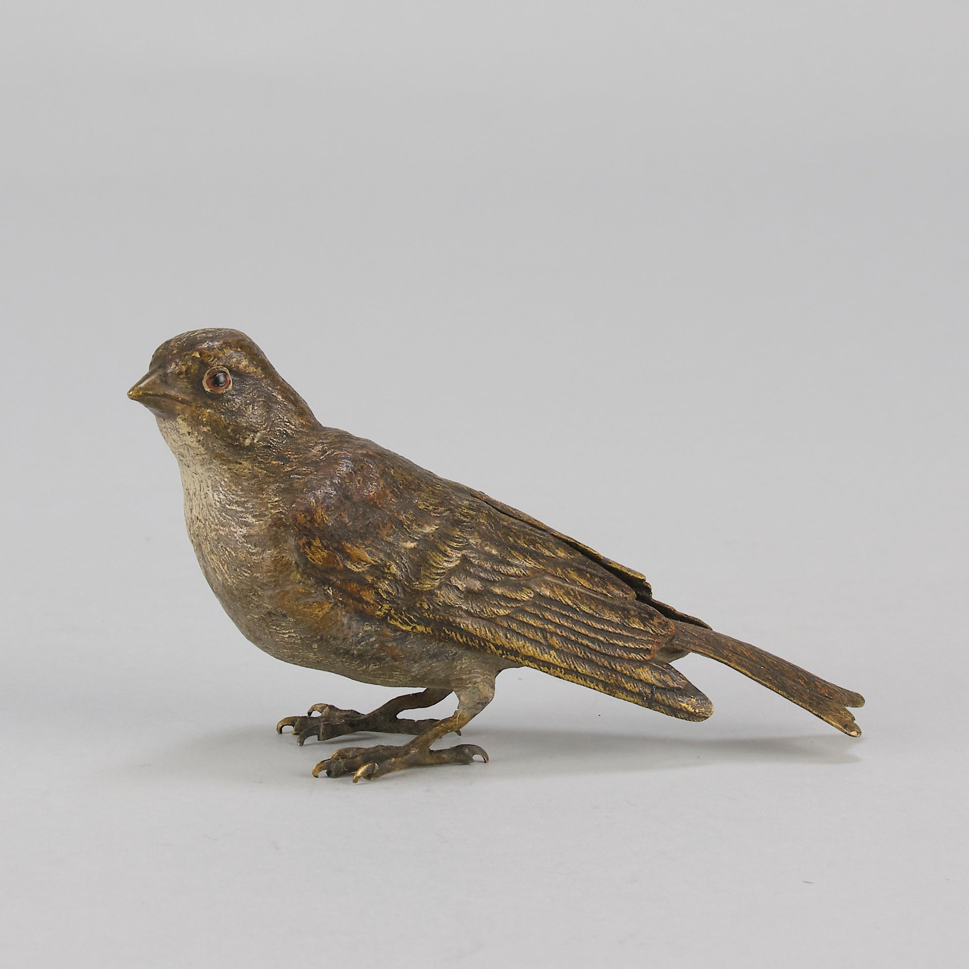 Bergman bronze sparrow