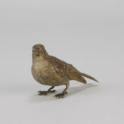 Bergman bronze sparrow