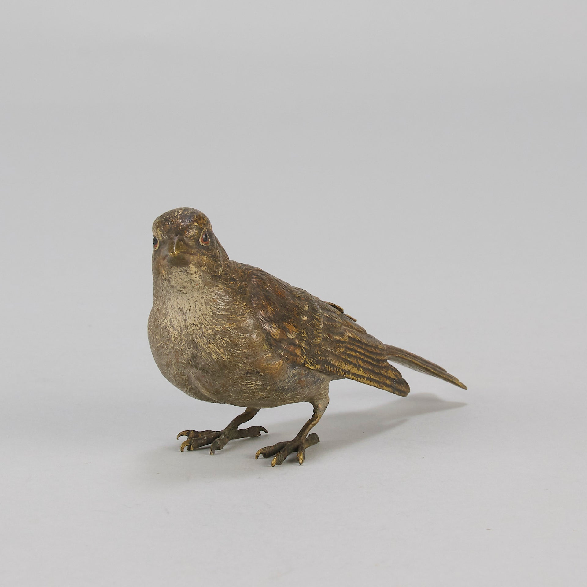 Bergman bronze sparrow
