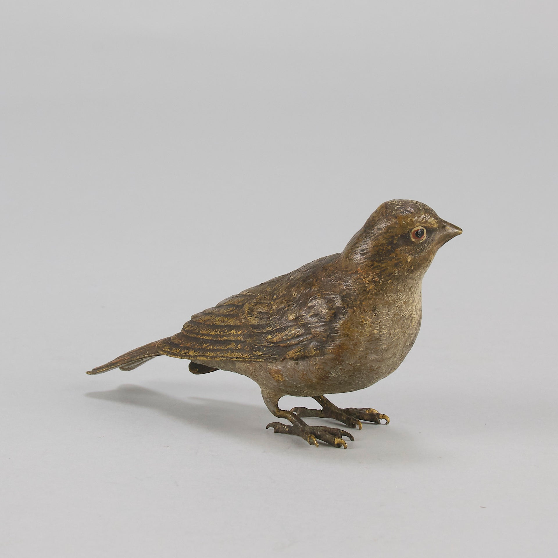 Bergman bronze sparrow