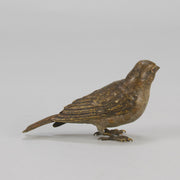 Bergman bronze sparrow
