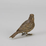 Bergman bronze sparrow