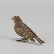 Bergman bronze sparrow