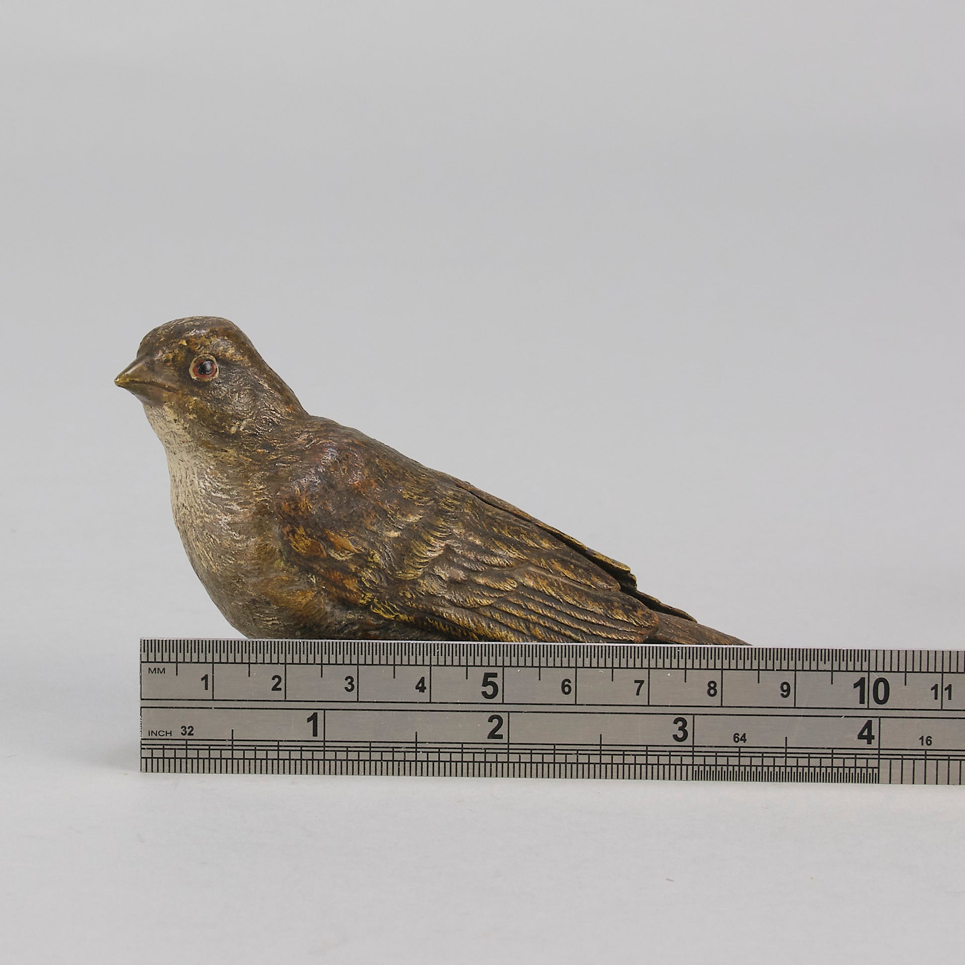 Bergman bronze sparrow