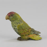 Bergman bronze parrot