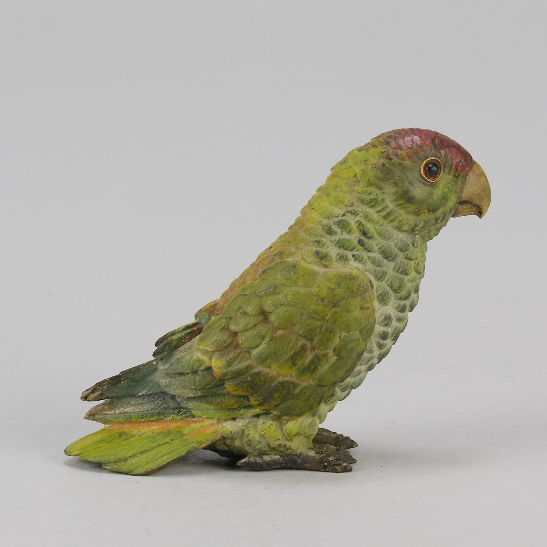 Bergman bronze parrot