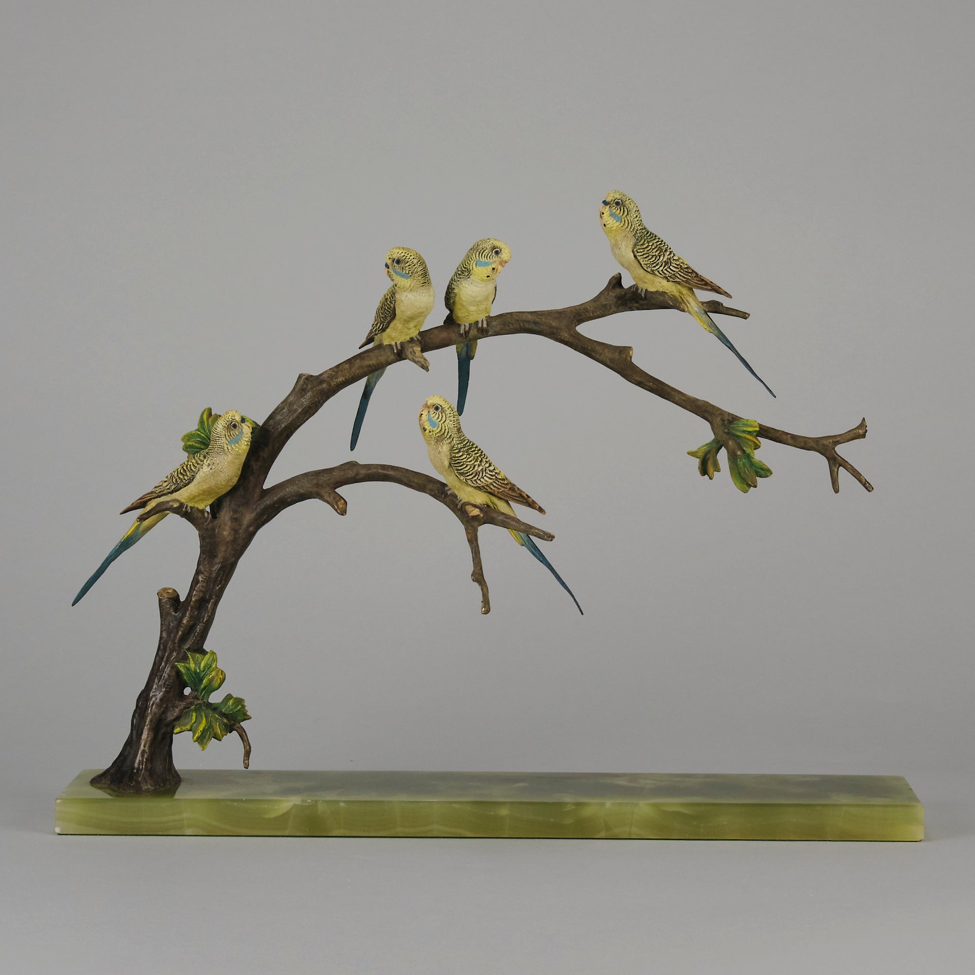 Bergman Bronze Budgerigars