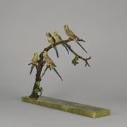 Bergman Bronze Budgerigars