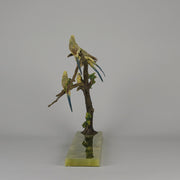 Bergman Bronze Budgerigars