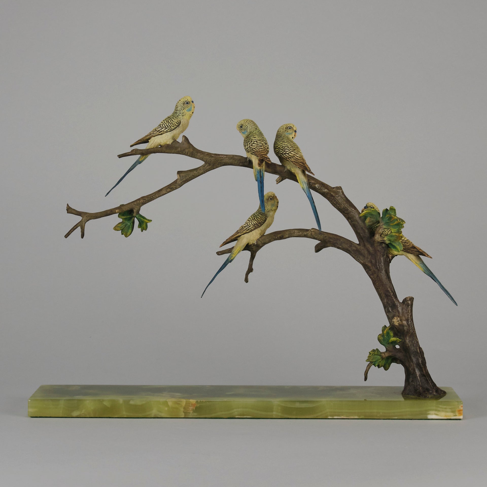 Bergman Bronze Budgerigars