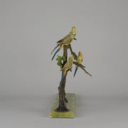 Bergman Bronze Budgerigars