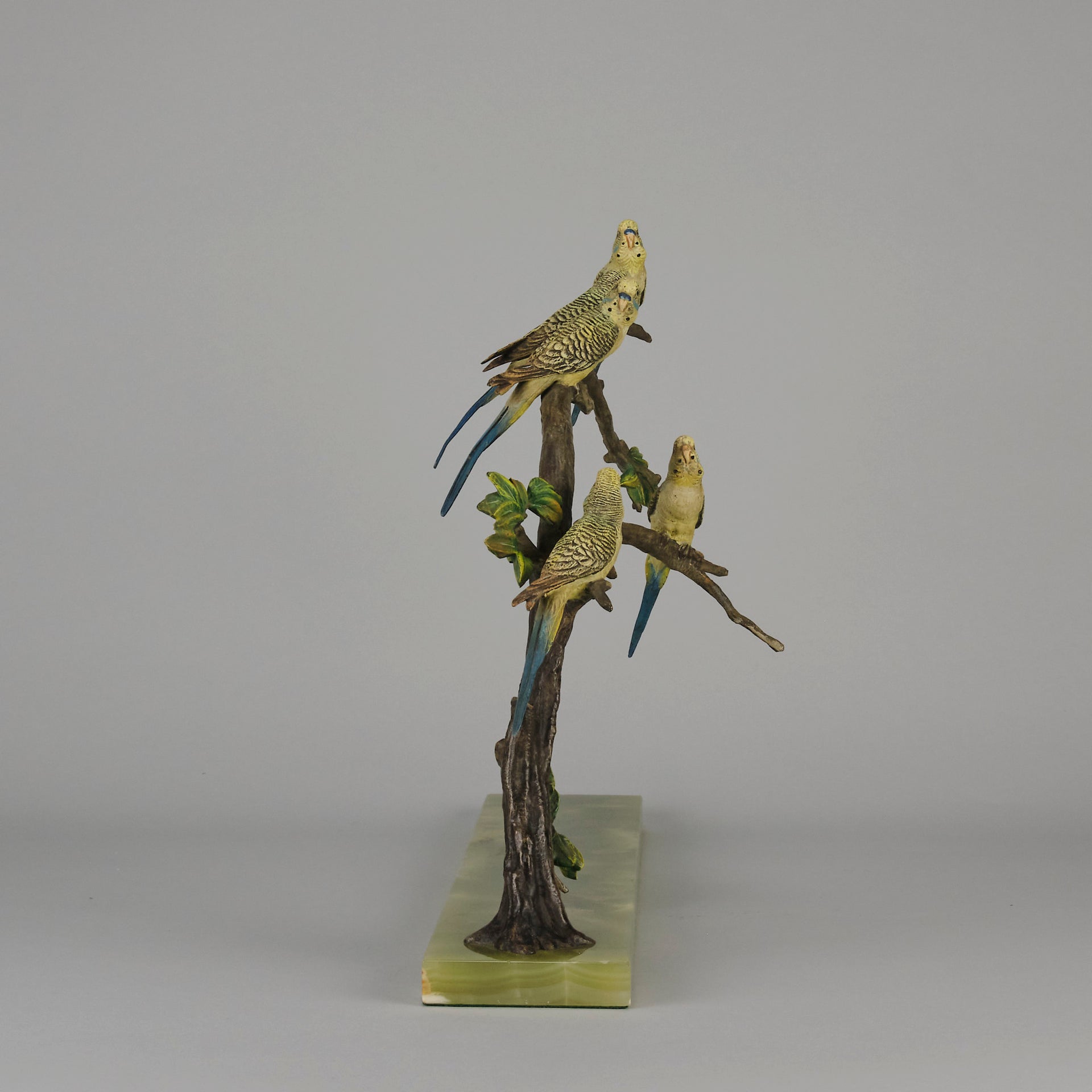 Bergman Bronze Budgerigars