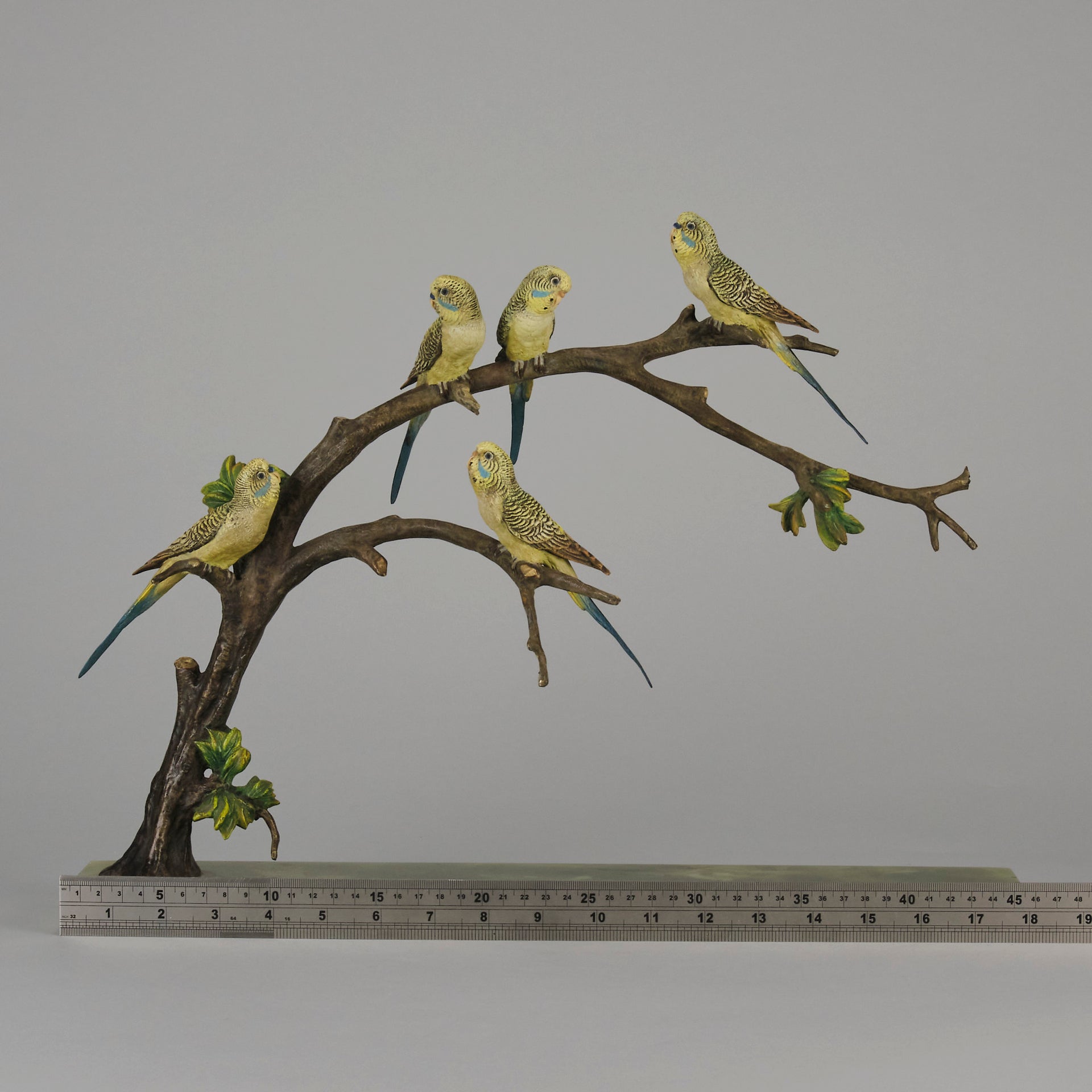 Bergman Bronze Budgerigars