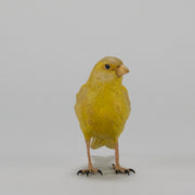 Bergman Canary - Austrian Cold Painted Bronze - Hickmet Fine Arts