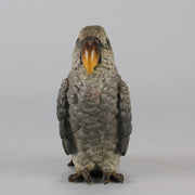 Austrian Bronze - Franz Bergman Grey Parrot - Hickmet Fine Arts