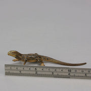 Antique Bronze walking Lizard by Franz Bergman ith very fine colours and good hand finished surface detail