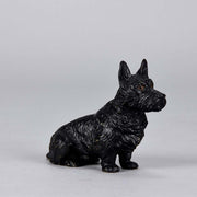 Austrian Bronze Bergman Terrier