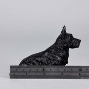 Austrian Bronze Bergman Terrier