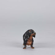Bergman Dachshund Austrian Bronze
