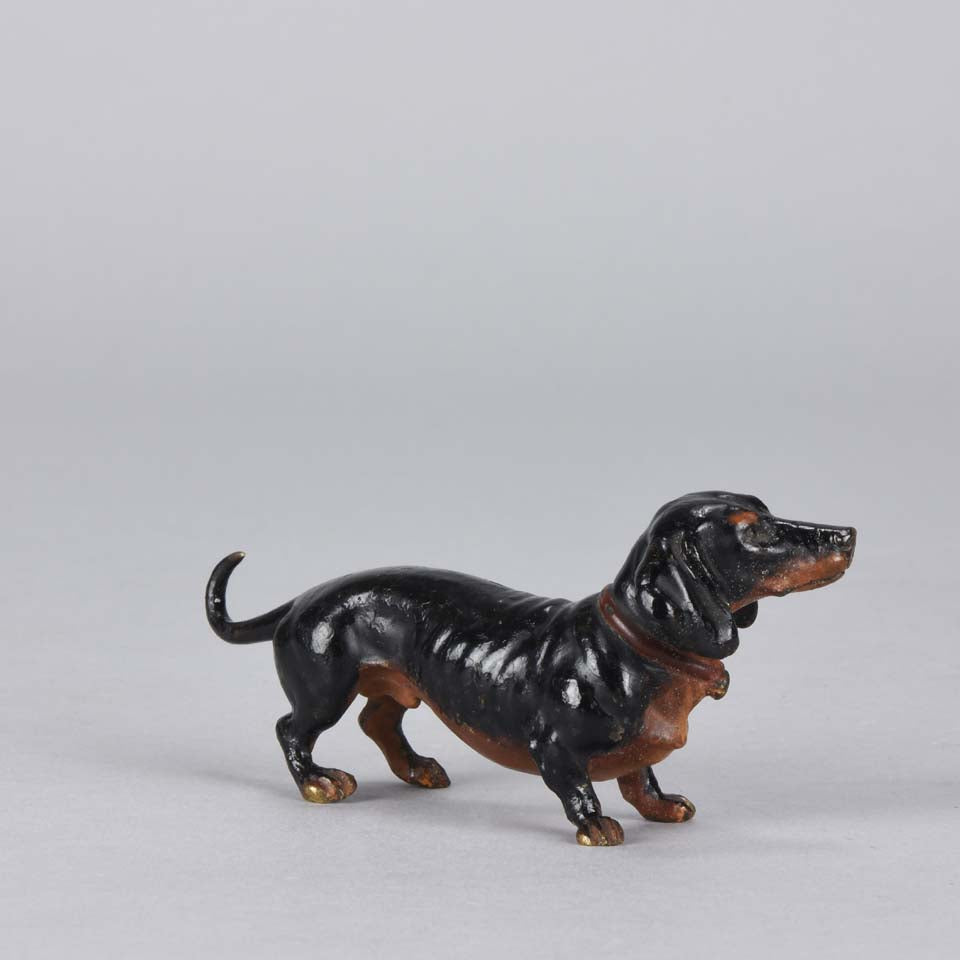 Bergman Dachshund Austrian Bronze