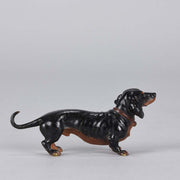 Bergman Dachshund Austrian Bronze