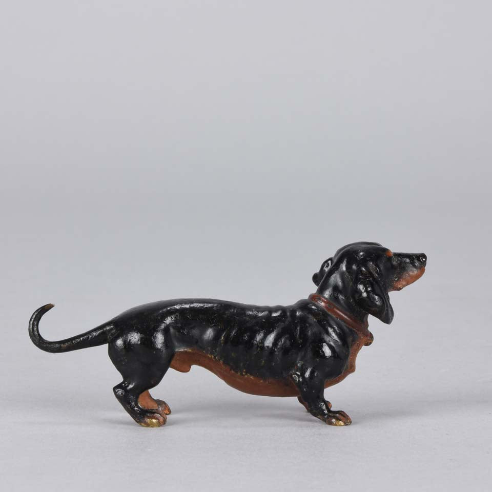 Bergman Dachshund Austrian Bronze