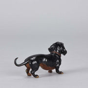 Bergman Dachshund Austrian Bronze