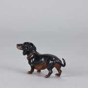 Bergman Dachshund Austrian Bronze