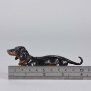 Bergman Dachshund Austrian Bronze