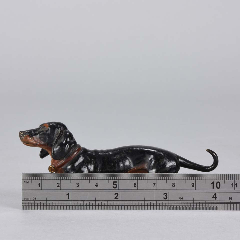 Bergman Dachshund Austrian Bronze