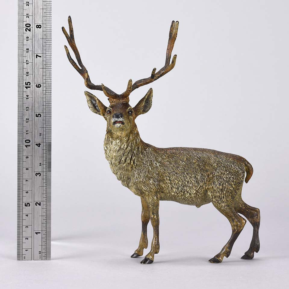 Franz Bergman Stag - Austrian Bronze - Hickmet Fine Arts