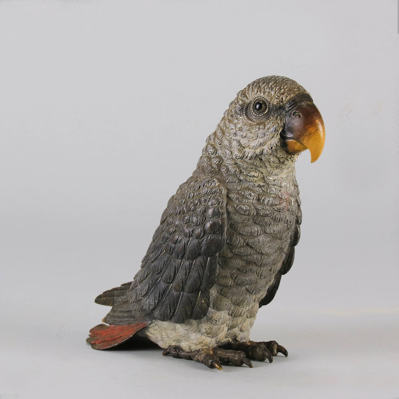 "Grey Parrot" by Franz Bergman