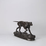 Bronze Pointer Moigniez