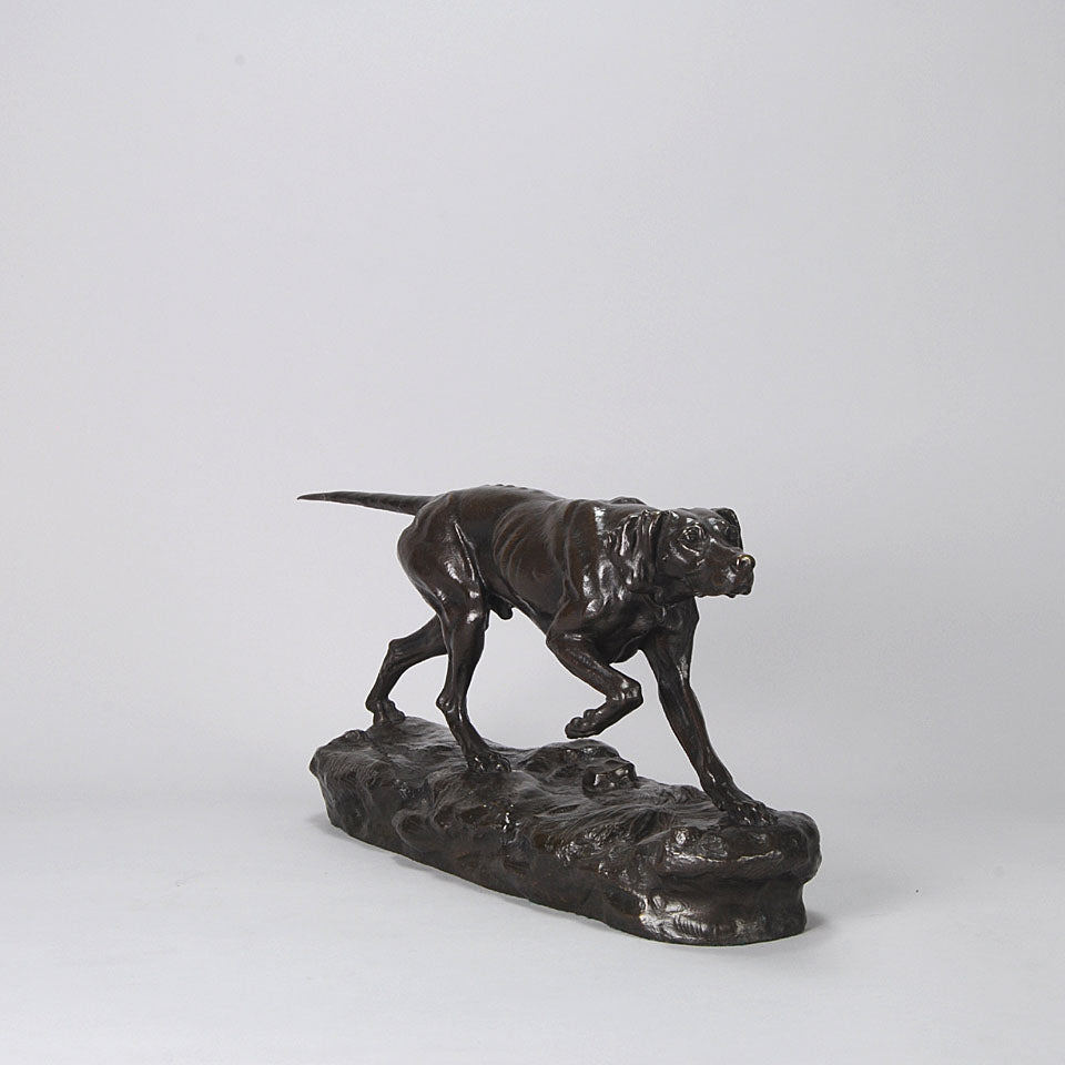 Bronze Pointer Moigniez
