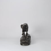 Bronze Pointer Moigniez