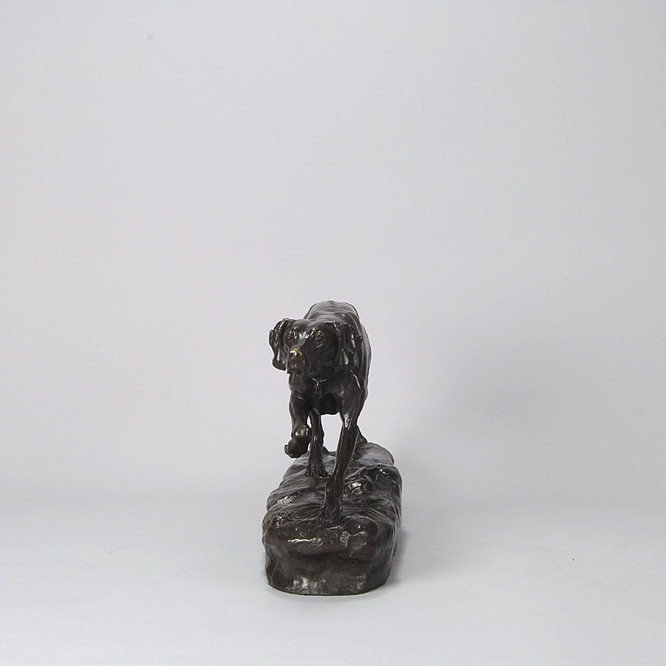 Bronze Pointer Moigniez