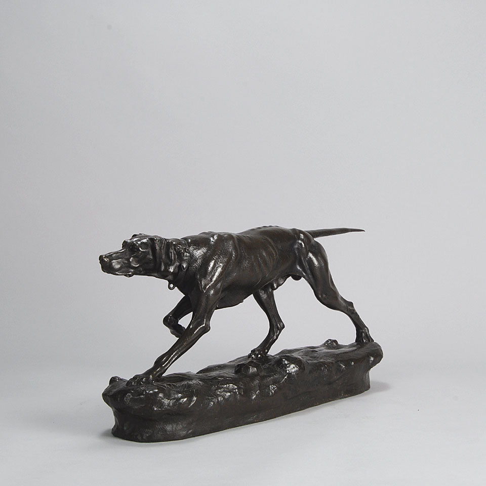 Bronze Pointer Moigniez