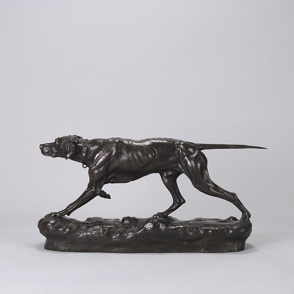 Bronze Pointer Moigniez