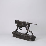 Bronze Pointer Moigniez